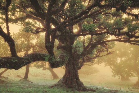 Tree Dreams by Martin Podt art print