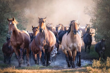 Running Wild by PBurchettPhoto art print