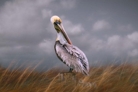 Pelican Way by Kelley Parker art print