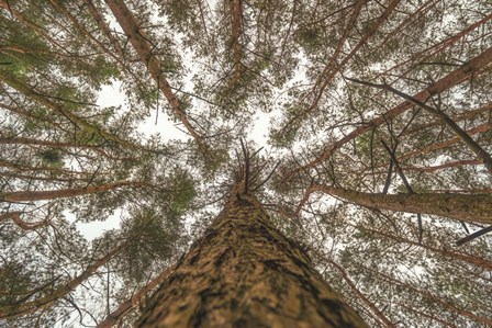 Look Up by Martin Podt art print