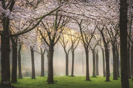 Cherry Blossom Festival by Martin Podt art print