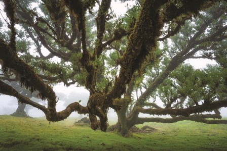 Reaching Out by Martin Podt art print