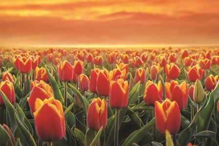 Tulips on Fire by Martin Podt art print