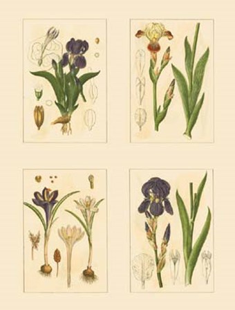 Miniature Botanicals I by Strum flora art print