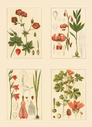 Miniature Botanicals II by Strum flora art print