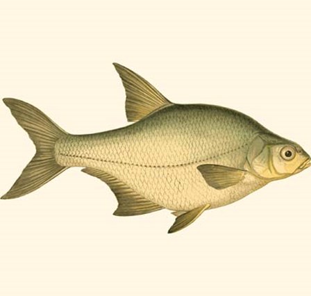 Small Antique Fish I by Vision Studio art print