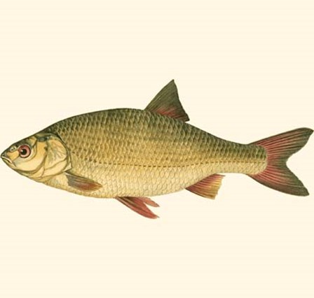 Small Antique Fish II by Vision Studio art print