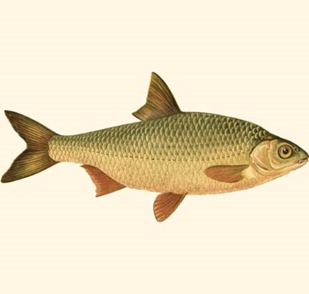 Small Antique Fish VI by Vision Studio art print