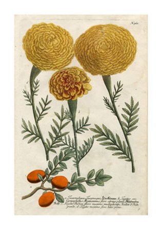 Marigold Magic I by Johann Wilhelm Weinmann art print