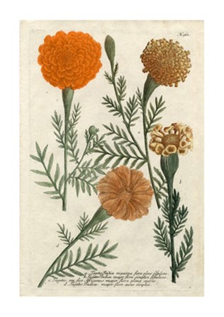 Marigold Magic II by Johann Wilhelm Weinmann art print