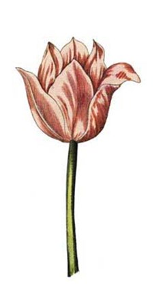 Tulip Time I art print