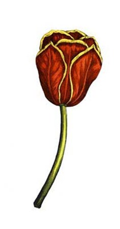 Tulip Time V art print