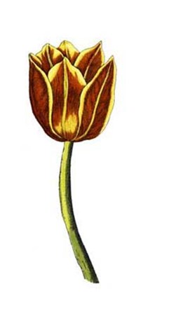 Tulip Time VI art print