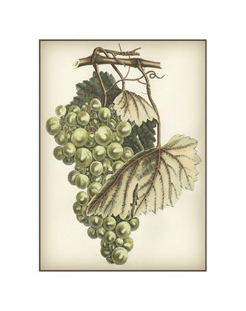 Green Grapes I art print