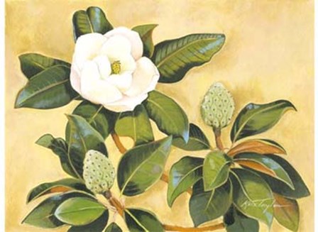 Southern Magnolia II by Kris Taylor art print
