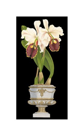 Orchids in Silver I by Vision Studio art print