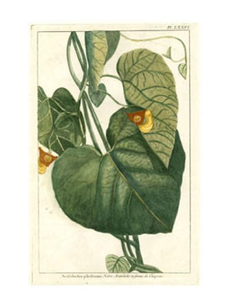 Botanical by Buchoz I (D) by Pierre-Joseph Buchoz art print