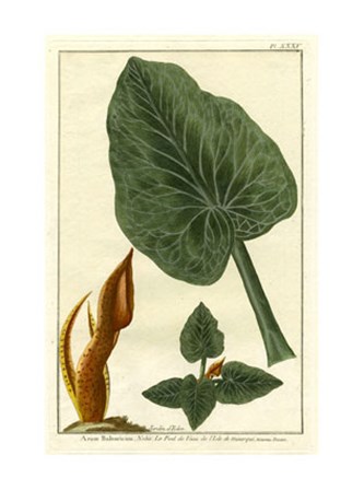 Botanical by Buchoz II (D) by Pierre-Joseph Buchoz art print