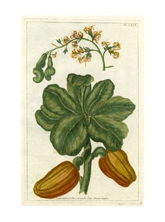 Botanical by Buchoz III (D) by Pierre-Joseph Buchoz art print
