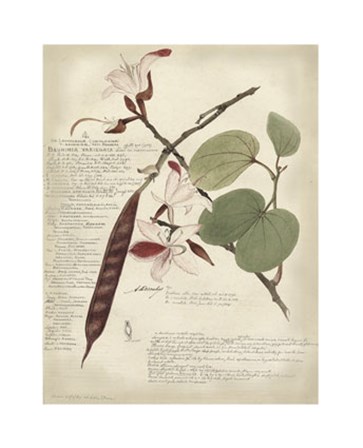 Botanical III by Alexandre Descubes art print