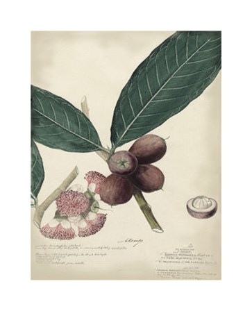 Botanical IV by Alexandre Descubes art print