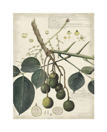 Botanical VI by Alexandre Descubes art print