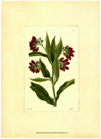 Red Curtis Botanical I by Vision Studio art print