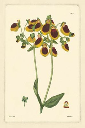 Yellow Curtis Botanical I by Vision Studio art print
