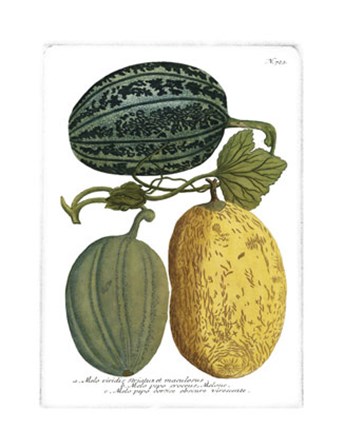 Antique Melons I by Johann Wilhelm Weinmann art print