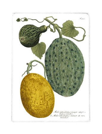 Antique Melons II by Johann Wilhelm Weinmann art print
