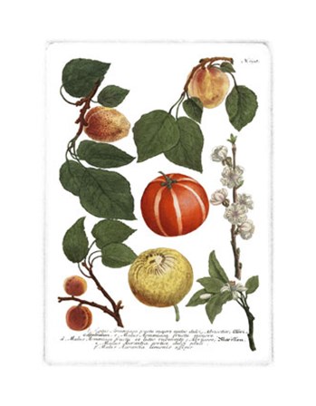Fruits IV by Johann Wilhelm Weinmann art print