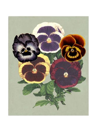 Tricolor Pansies II by Vision Studio art print