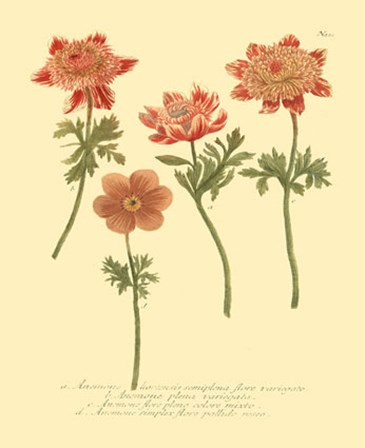 Anemone II by Johann Wilhelm Weinmann art print