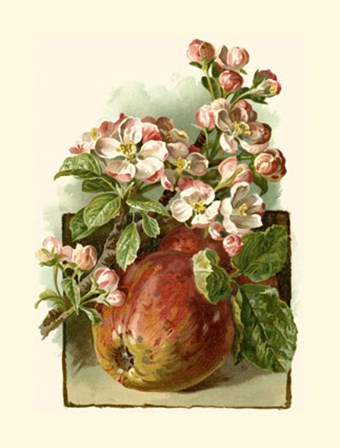 Apple Blossom by Vision Studio art print