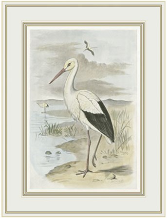 White Stork by F.W. Frohawk art print