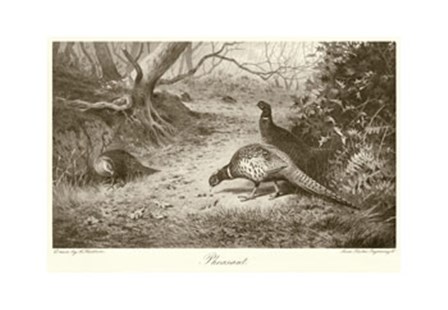 Pheasant by Archibald Thorburn art print