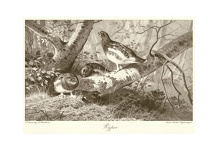 Ryper by Archibald Thorburn art print