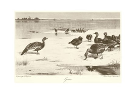 Geese by Archibald Thorburn art print