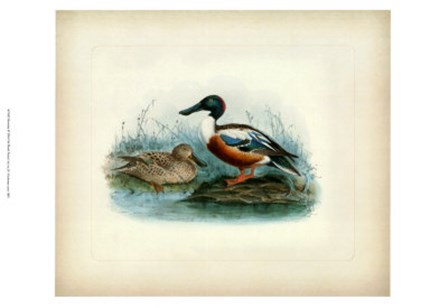 Shoveler by J. g. Keuleman art print