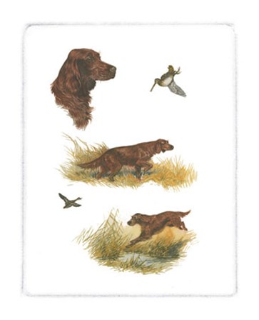 Irish Setter by Rial art print