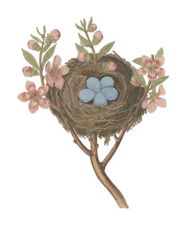 Antique Bird&#39;s Nest I by Deborah Bookman art print