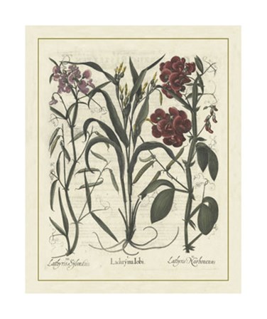 Floral III by Basilius Besler art print