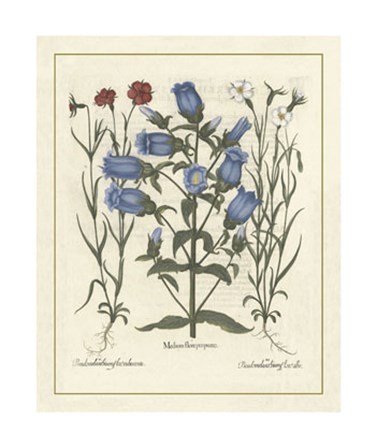 Floral IV by Basilius Besler art print