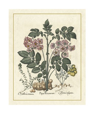 Floral V by Basilius Besler art print