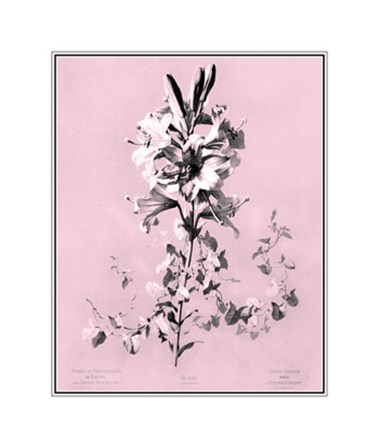 Lilium on Pink by Dussurgey art print