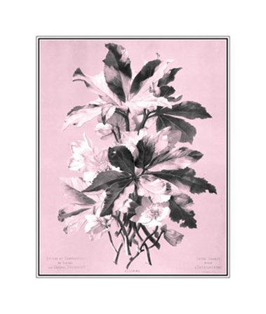Ellebore on Pink by Dussurgey art print