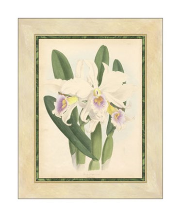 Orchid II by Walter H. Fitch art print
