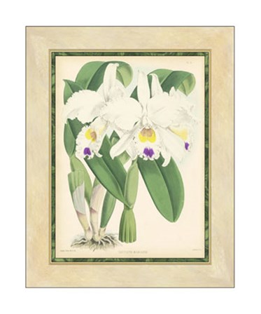 Orchid III by Walter H. Fitch art print