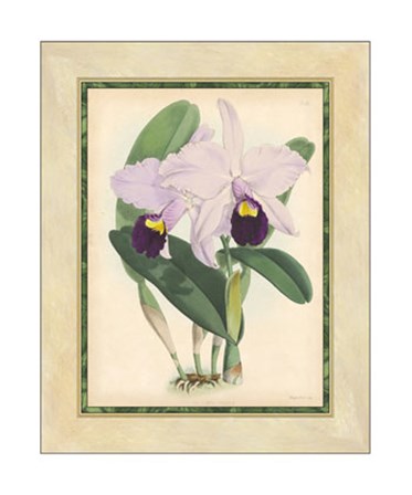 Orchid IV by Walter H. Fitch art print