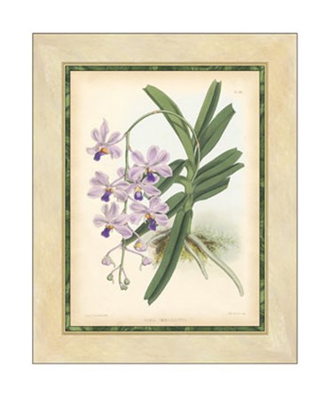 Orchid V by Walter H. Fitch art print